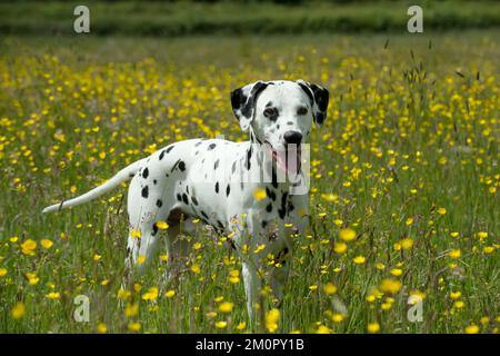 HUND - Dalmatiner, der auf dem Butterblütenfeld steht Stockfoto