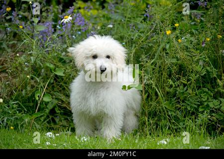 HUND - Bichon Frise X Poodle steht im Garten Stockfoto