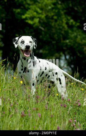 HUND - Dalmatiner in langem Gras Stockfoto