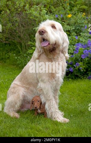 HUND - Spinone mit Miniatur, kurzen Haaren Stockfoto