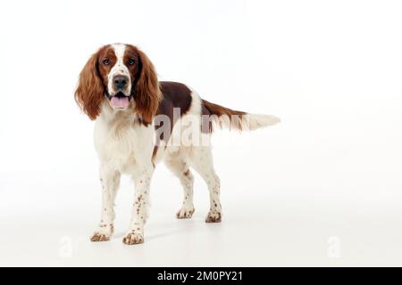 HUND - Welsh springer Spaniel Stockfoto