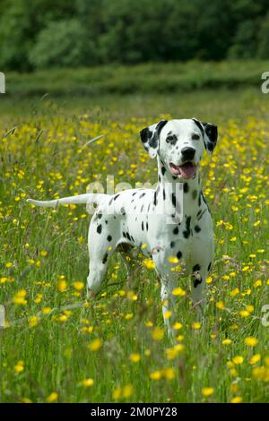 HUND - Dalmatiner, der auf dem Butterblütenfeld steht Stockfoto