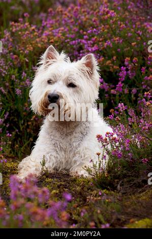 HUND - Weißer Terrier im westlichen Hochland in Heidekraut Stockfoto