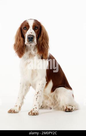 HUND - Welsh springer Spaniel sitzt Stockfoto