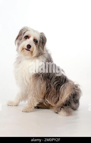 HUND - Bärtiger Collie X sitzt Stockfoto