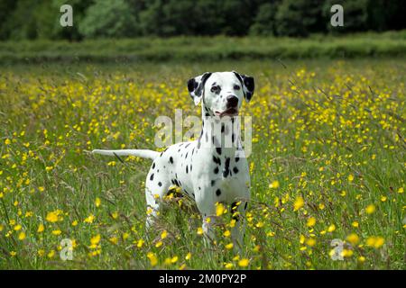 HUND - Dalmatiner, der auf dem Butterblütenfeld steht Stockfoto