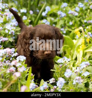 Hund - Cocker Spaniel Hündchen etwa 6 Wochen alt - in Stockfoto