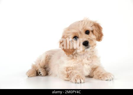 Hund - Cavachon (Cavalier x Bichon Frise) 10 Wochen altes Hündchen Stockfoto