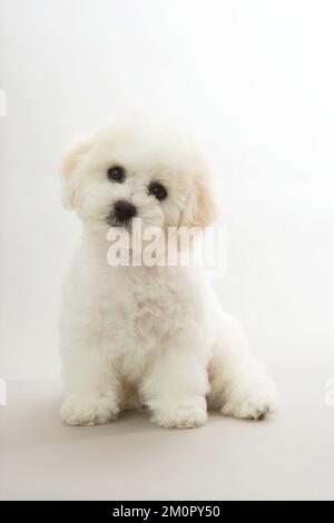 Hund - Bichon Frise Stockfoto