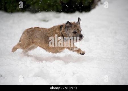 HUND - Grenzterrier, der durch Schnee läuft Stockfoto