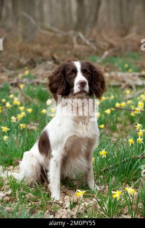 DOG - Englischer springer-Spaniel, der in Narzissen sitzt Stockfoto