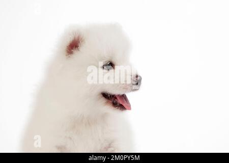 Hund Samoierter 5 Wochen alter Welpe Stockfoto
