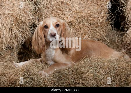 HUND (arbeitender) Golden Cocker Spaniel im Heu Stockfoto