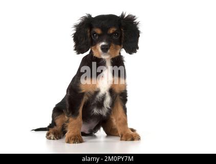 Hund Cavalier König Charles Spaniel 10 Wochen altes Hündchen Stockfoto