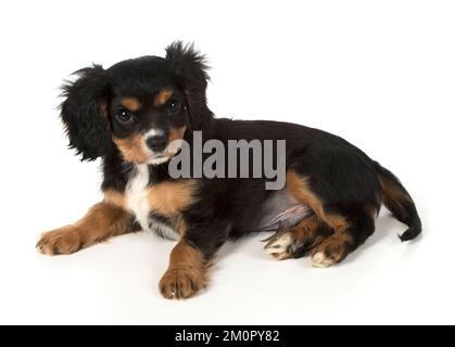 Hund Cavalier König Charles Spaniel 10 Wochen altes Hündchen Stockfoto