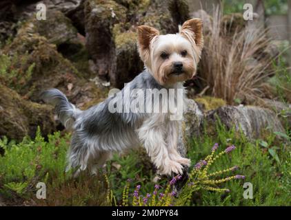 Hund Yorkshireterrier Stockfoto