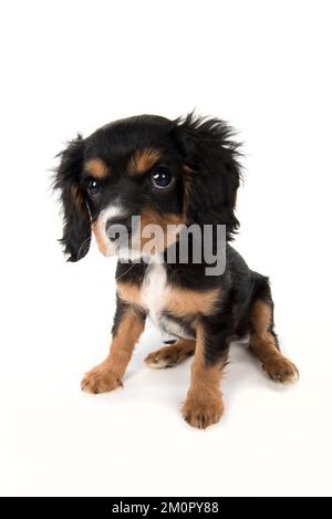 Hund Cavalier König Charles Spaniel 10 Wochen altes Hündchen Stockfoto