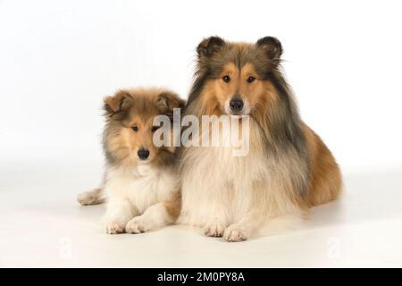 Hundelohr Collie (Erwachsener) und Hündchen Stockfoto