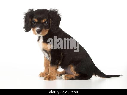 Hund Cavalier König Charles Spaniel 10 Wochen altes Hündchen Stockfoto