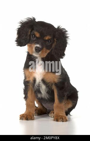 Hund Cavalier König Charles Spaniel 10 Wochen altes Hündchen Stockfoto