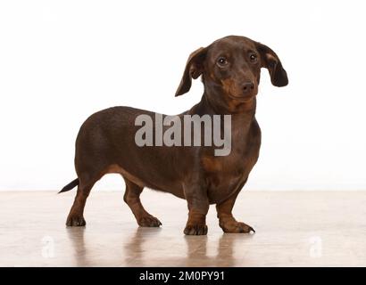 Der glatt-haarige Dachshund des Hundes Stockfoto