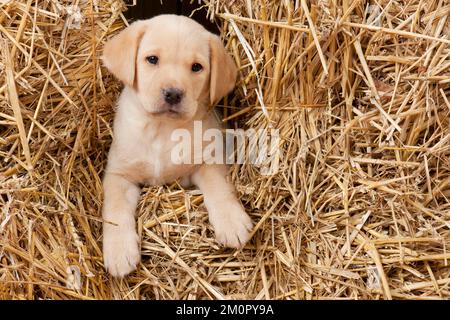 HUND Labrador Welpe ( 6 Wochen alt ) in Stroh Stockfoto