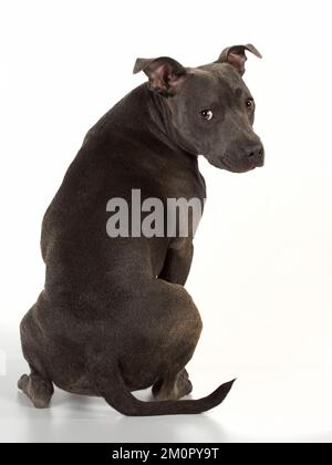 Dog Staffordshire Bull Terrier Stockfoto