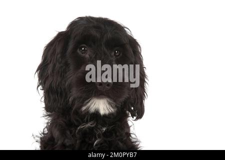 Hundekuschel Stockfoto