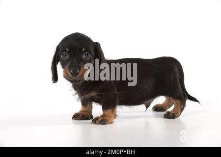 Hund Miniatur Dachshund 7 Wochen altes Hündchen Stockfoto