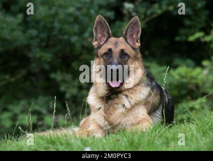 Hund Deutscher Schäferhund (Zobel) Stockfoto