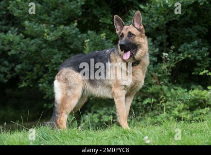 Hund Deutscher Schäferhund (Zobel) Stockfoto