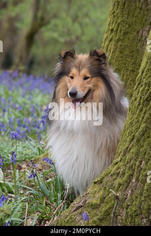 Hundegrob Collie in einem Frühlings-Bluebell-Holz Stockfoto