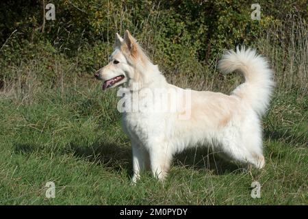Hund-Deutscher Schäferhund Stockfoto