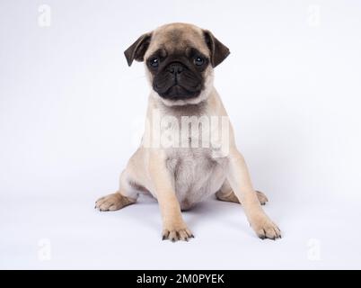 HUND. Pug Hündchen etwa 8 Wochen alt sitzend... Stockfoto