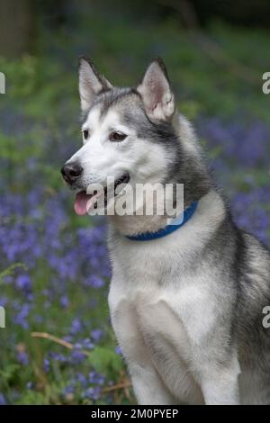 Sibirischer Husky in Bluebells... Stockfoto