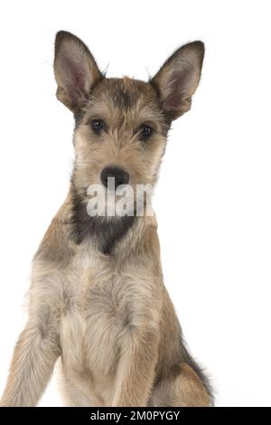 HUND. Picardy-Schäferhund (Berger Picard , Französisch ) Stockfoto