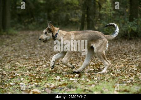 HUND. Picardy-Schäferhund (Berger Picard , Französisch ) Stockfoto