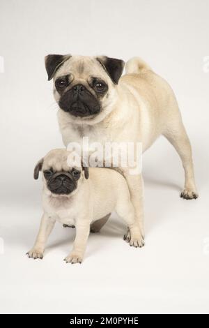 HUND. Puppenhündchen ( 8 Wochen alt ) bei erwachsenen Hunden Stockfoto