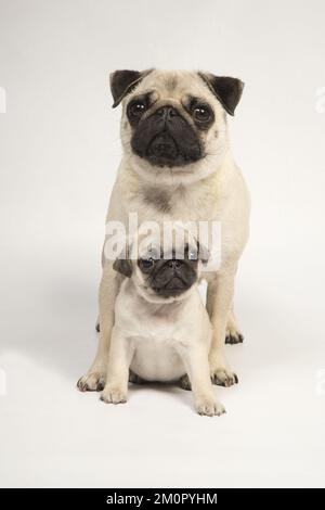 HUND. Puppenhündchen ( 8 Wochen alt ) bei erwachsenen Hunden Stockfoto