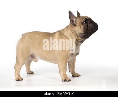 French Bulldog im Studio French Bulldog im Stockfoto