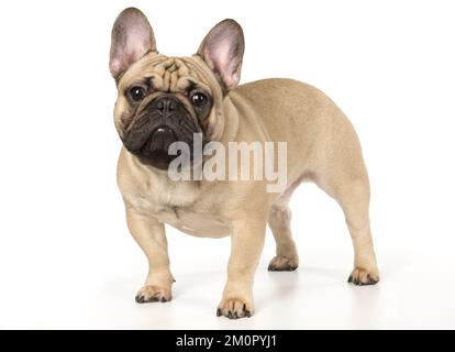 French Bulldog im Studio French Bulldog im Stockfoto