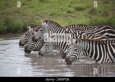Säugetier. Burchells Zebra, Masai Mara, Kenia Mammal. Stockfoto
