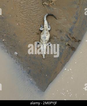Amerikanisches Krokodil (Crocodylus acutus) auf der Insel im Tarcoles River und Basilisk auf seinen Spuren. Jaco, Puntarenas, Costa Rica. Stockfoto