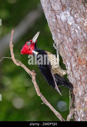 Bleichspecht (Campephilus guatemalensis) im Regenwald, Puntarenas, Costa Rica. Stockfoto