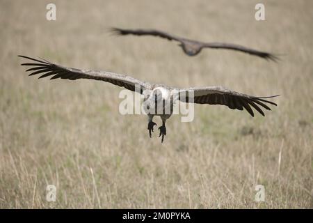 VOGEL. Afrikanischer Geier mit weißem Rücken, masai mara, kenia. Stockfoto