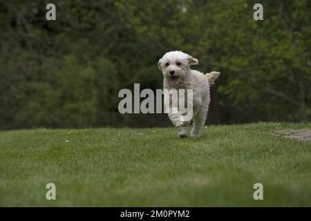 HUND. Cavapoo läuft in einem Garten Stockfoto