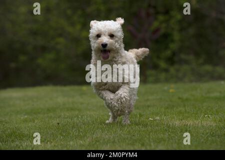 HUND. Cavapoo läuft in einem Garten Stockfoto