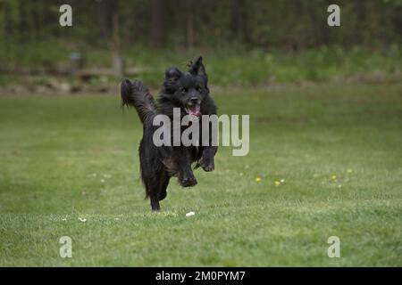 HUND. Pyrenäischer Schäferhund, der in einem Garten läuft Stockfoto