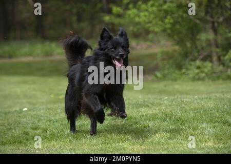 HUND. Pyrenäischer Schäferhund, der in einem Garten läuft Stockfoto
