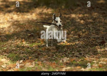 HUND, Parson Jack Russell läuft im Herbstlaub Stockfoto